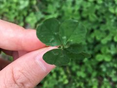 -三圣花乡旅游区