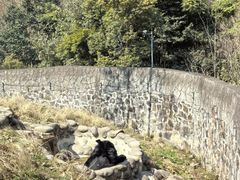 -都江堰中华大熊猫苑