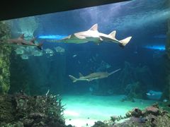 -悉尼海洋生物水族馆