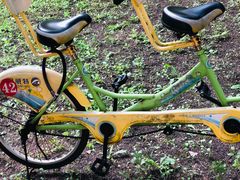 -黄海国家森林公园