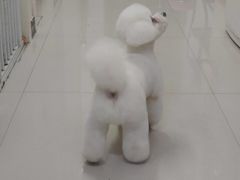 -芭比堂宠物医院·全科爱猫医院·仁德分院