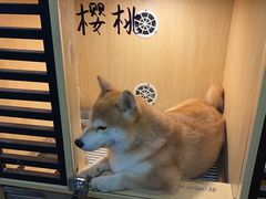-南京Hallo宠物乐园·哈罗犬舍·柴犬繁育基地