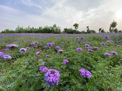 -金银湖国家城市湿地公园