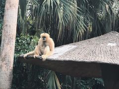 -深圳野生动物园
