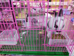 -苏州艺都古玩花鸟市场