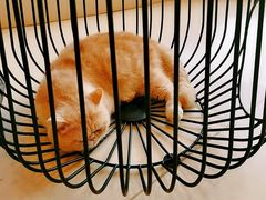 -飞行喵MR PILOT|猫舍·猫咖(静安大融城店)