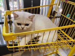 -猫色咖啡·猫咖