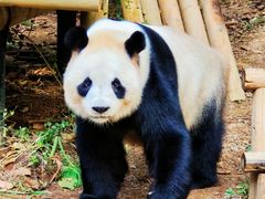 -深圳野生动物园
