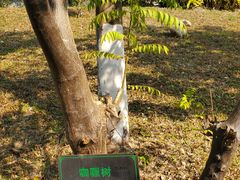 -广州神农草堂中医药博物馆