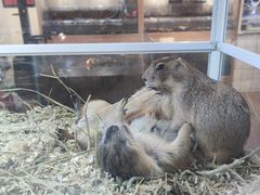 -酷以爬仙阁实体爬宠店·守宫·蜥蜴·专业繁育