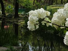 -上海共青森林公园