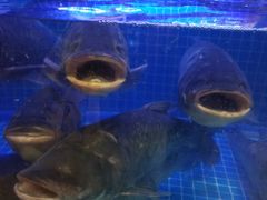 大堂-姜君·千岛湖鱼头馆(浦东大道店)