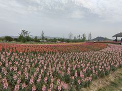 -径山花海