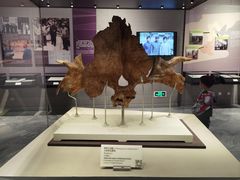 -北京周口店北京人遗址博物馆