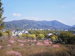 -香雪海