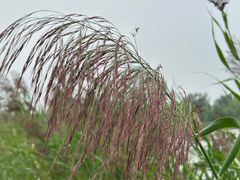 -野鸭湖国家湿地公园