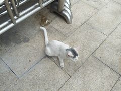 -竹子林(地铁站)