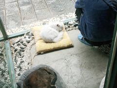 -喵屿·大理花园猫咖