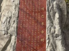 -大鹿岛