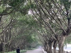 -大湾区中央湿地公园