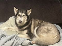 -宠爱国际动物医院· 猫科· 外科·中兽医(长白店)