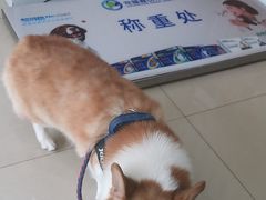 -宠福鑫动物医院(望京分院)