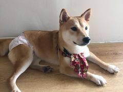 -柴犬小屋·柴餐厅·狗咖食堂(金鼎广场店)