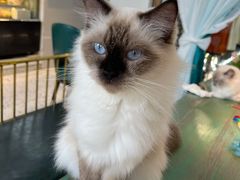 -喵喵咪呀布偶猫咖(春熙路店)
