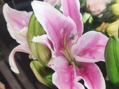 -雪蔓之鲜花气球派对(家佳源时代中心店)