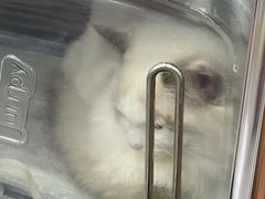 -安安宠医宠物医院·异宠·犬猫内科(岳阳分院)