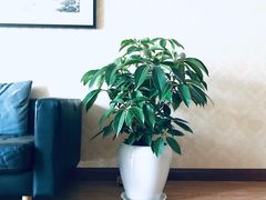 -南汇花鸟市场(上海浦东新花卉店)