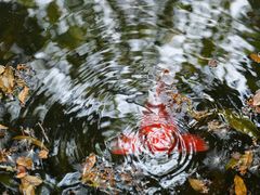 -西双版纳傣族园