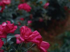 -人民公园(罗湖区)