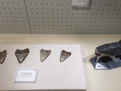 -辽宁古生物博物馆
