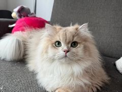 -lincat·猫舍(广州店)