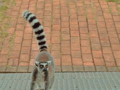 -泉州海丝野生动物世界