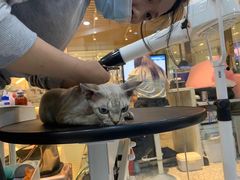 -momokira米努特·德文卷毛猫·棉花面纱犬