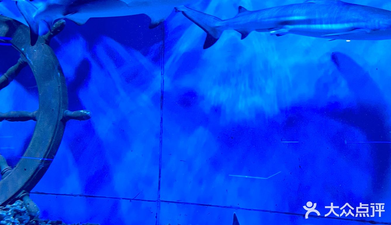 和美人鱼一起潜水啦