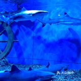 和美人鱼一起潜水啦