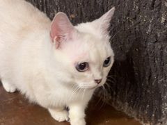 -猫猫幼稚园·撸猫·桌游·电玩