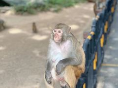 -南湾猴岛+椰田古寨一日游