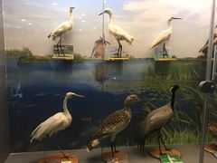 -下渚湖国家湿地公园科普馆