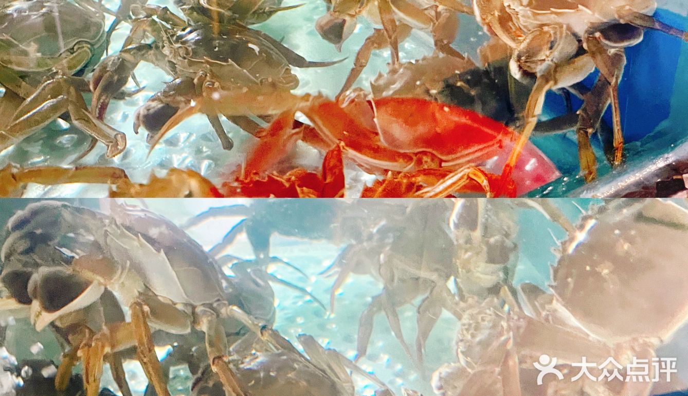 神仙美味~/蟹天蟹地/阳澄湖大闸蟹🦀