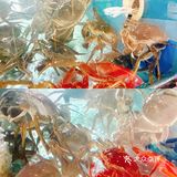 神仙美味~/蟹天蟹地/阳澄湖大闸蟹🦀