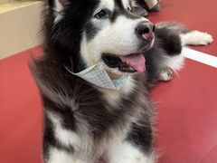 -和它·交个朋友·狗咖猫咖(爱琴海店)