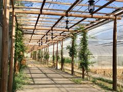 -前小桔亲子创意农场·草莓采摘·露营烧烤