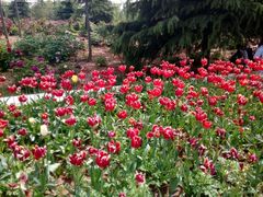 -洛阳郁金香牡丹园