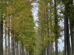 -黄海国家森林公园