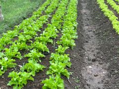 -Ohkajhu Organic Farm Sansai