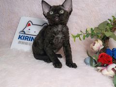 -十年猫舍·猫咪专门店(普陀店)